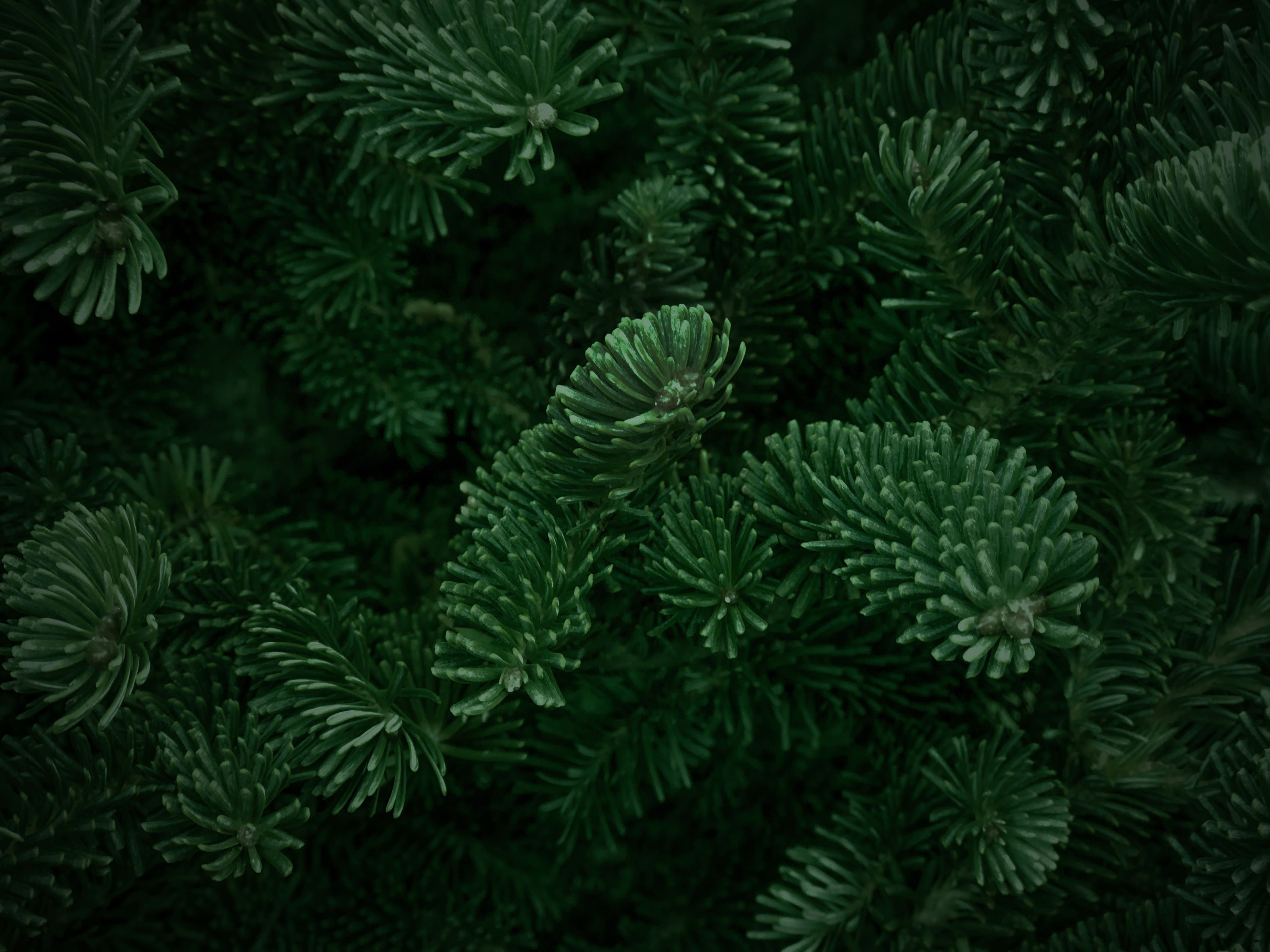 Лес
